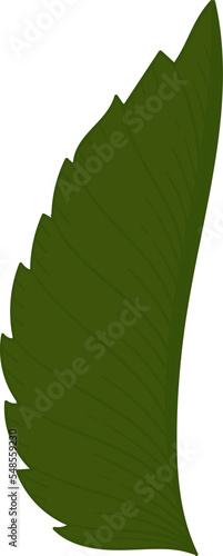 Hand drawn rose green leaf