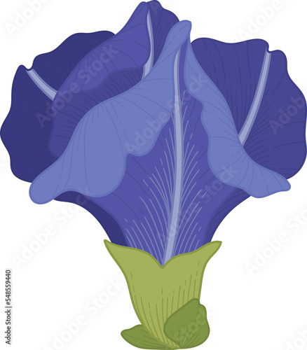 Hand drawn blue pea flower