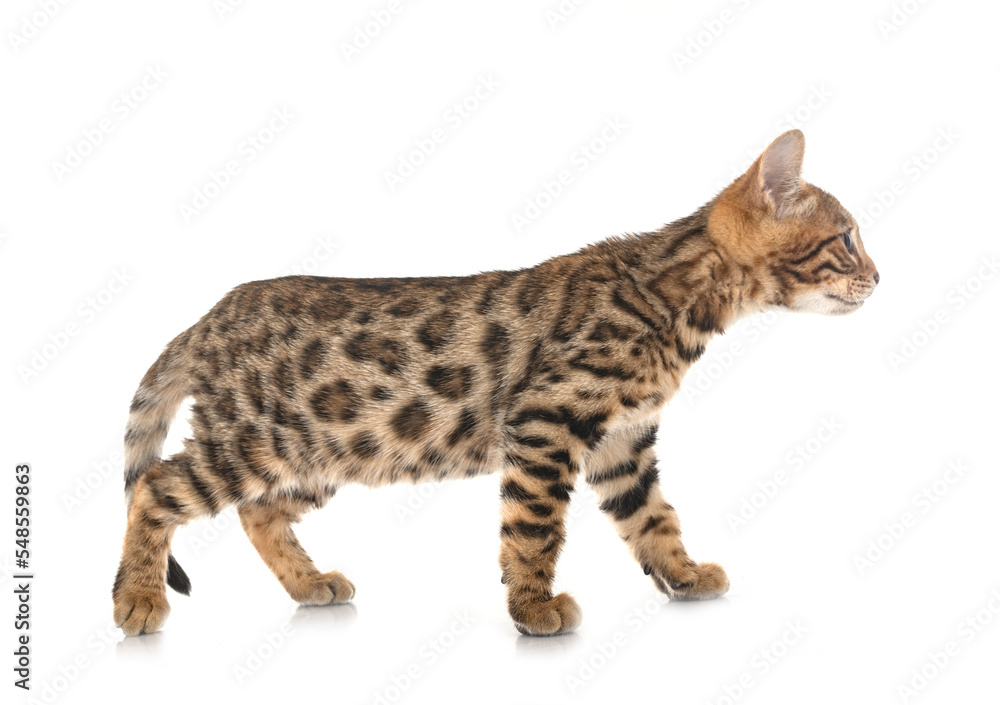 bengal kitten in studio