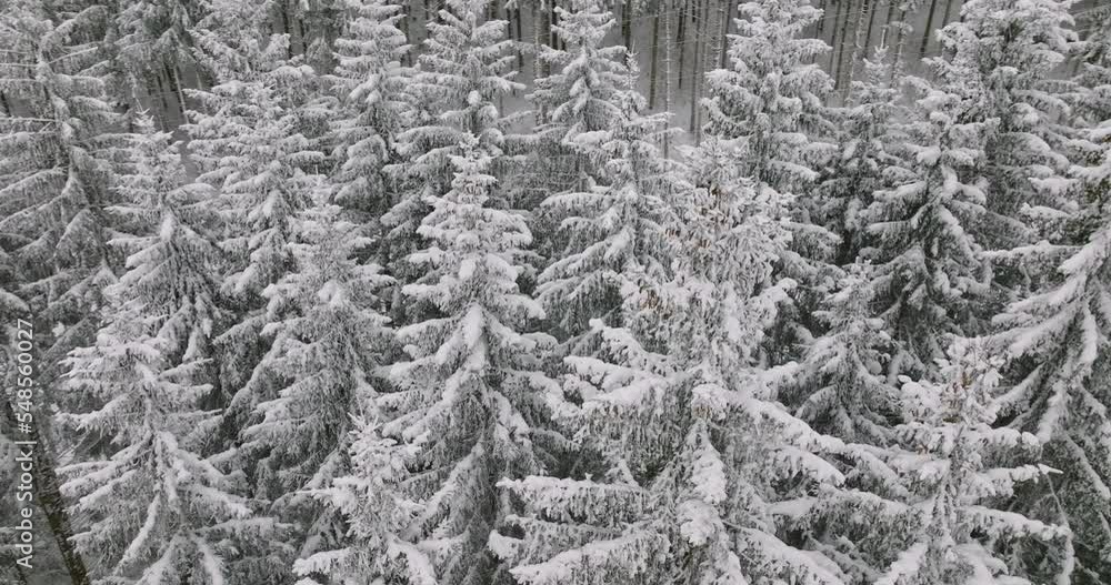 Drone over snow covered trees Drone over snow covered trees