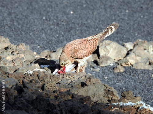 Cernícalo hembra devorando una presa recientemente cazada, posiblemente una tórtola turca (streptopelia decaocto). Lanzarote, islas Canarias.