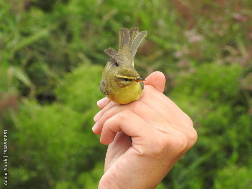 Fototapeta premium Mosquitero musical (Phylloscopus trochilus) capturado para su estudio y anillamiento, y posteriormente puesto en libertad
