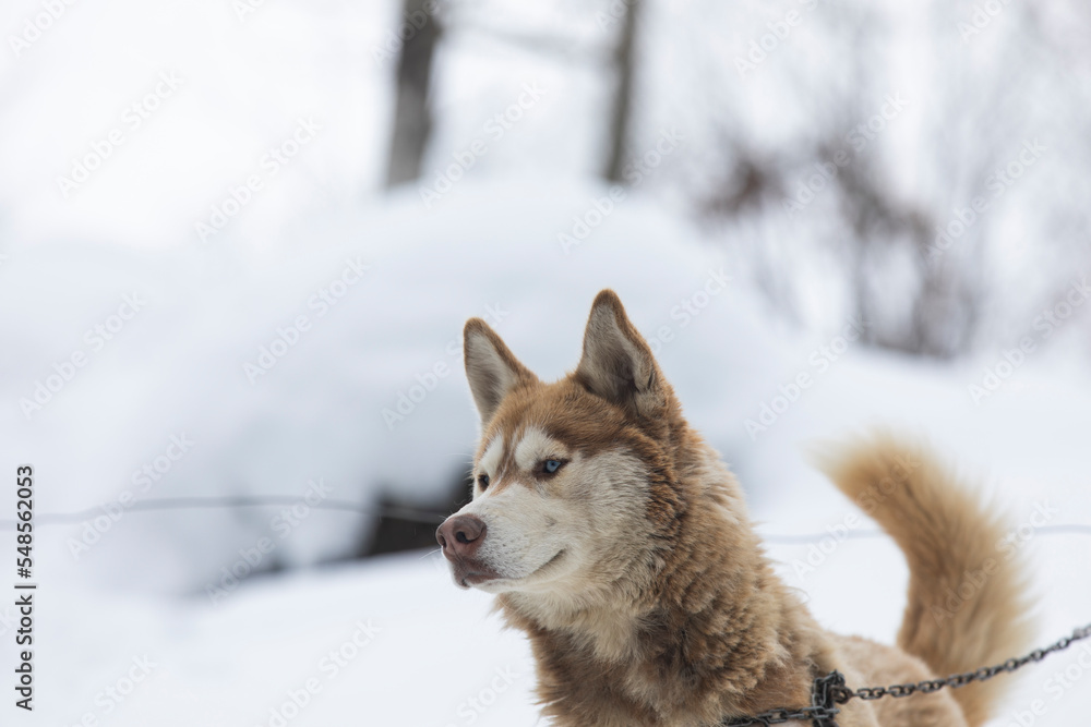 Fototapeta premium Brown Siberian Husky Portrait, Camlihemsin Rize, Turkey