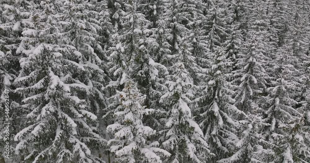 Drone over snow covered forest Drone over snow covered forest