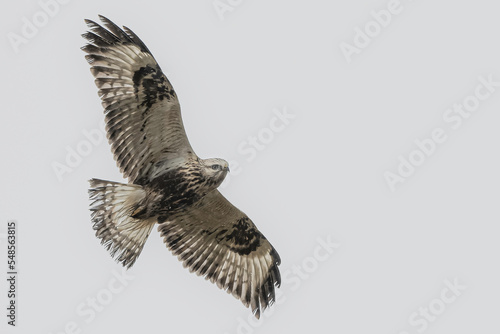 Rough-legged hawk flying and searching for food in Norway photo