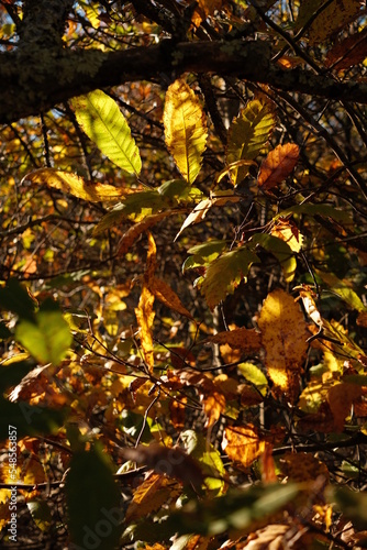 châtaignier en automne 