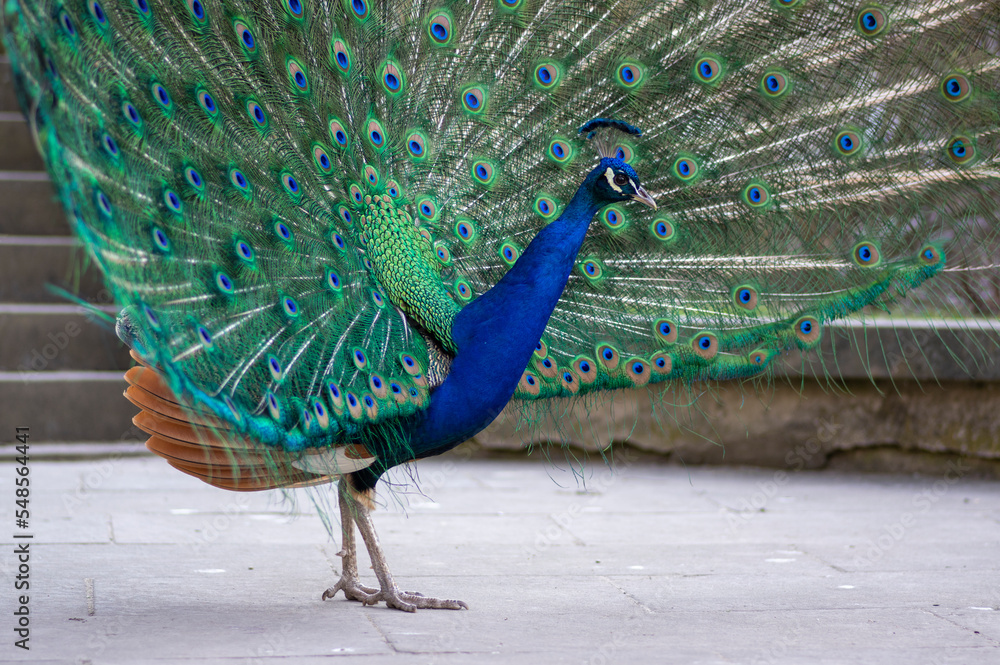 Obraz premium Pavo cristatus indian male peafowl showing beautiful colorful green and blue feathers, elegant bird in its ritual