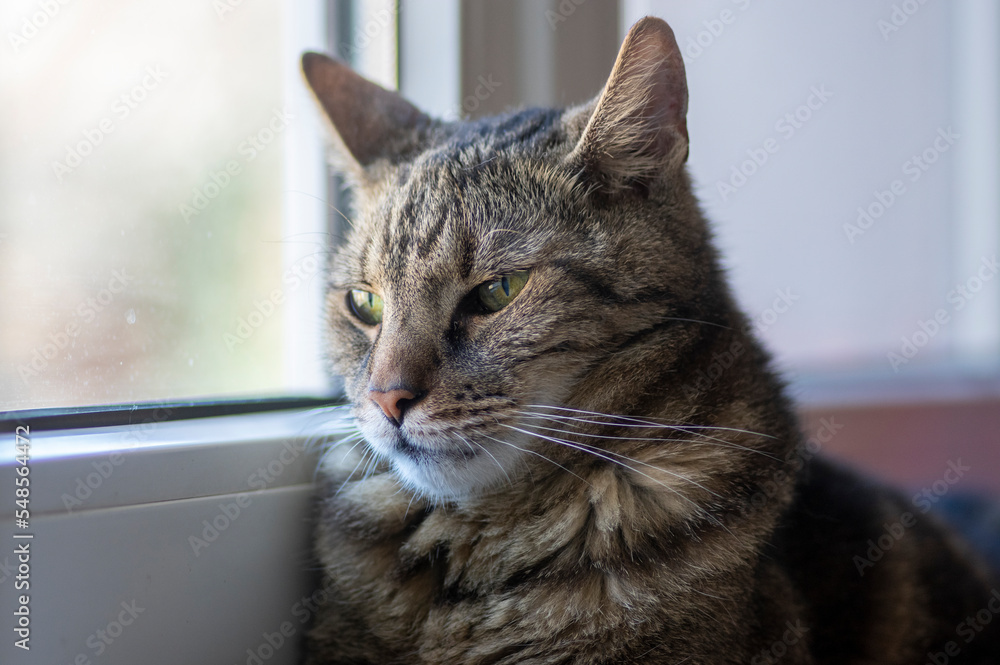 Domestic tiger cat lying on window sill, look outside