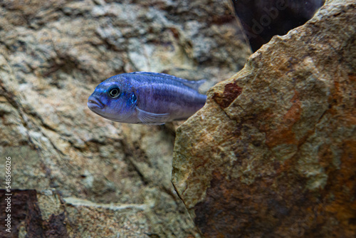 melanochromis cyaneorhabdos maingano photo