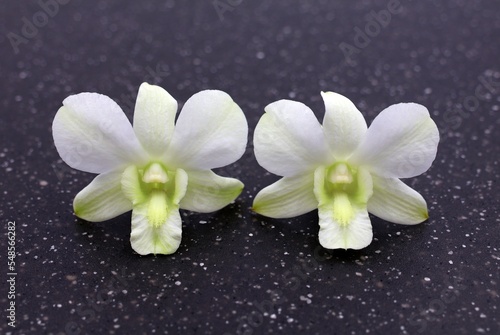 White Dendrobium flowers. White orchid flowers in close up.