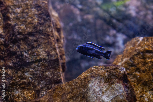 melanochromis cyaneorhabdos maingano