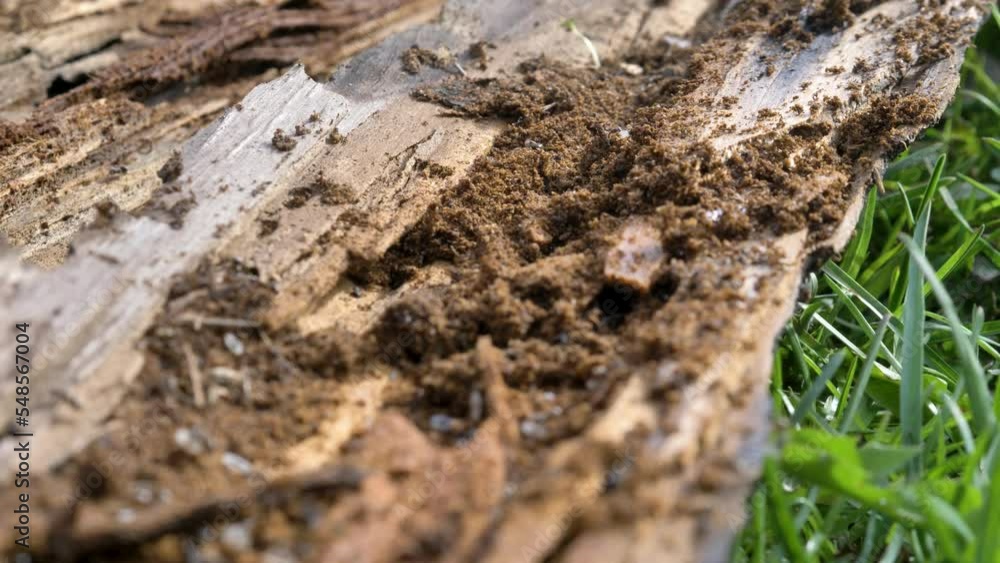 life of black ants in macro. High quality 4k footage life of black ants in macro. High quality 4k footage
