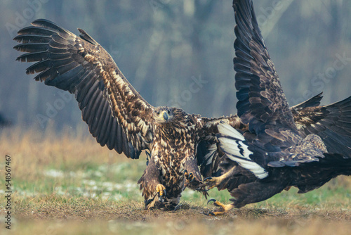 Seeadler Nahaufnahme beim Fressen