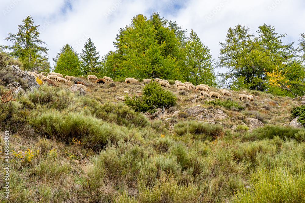 Flock of sheep graze on the a pasture in the highlands, in the fall, against the rock and trees background. French sheeps