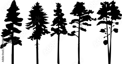 pine tree silhouette design vector isolated photo