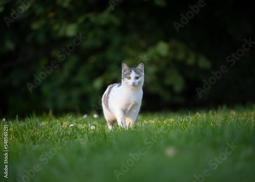 Adorable white-grey cat portrait outdoors on the grass