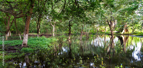 Un bosque tropical inundado a la orilla del lago Cocibolca en la isla de Ometepe, Nicargua photo