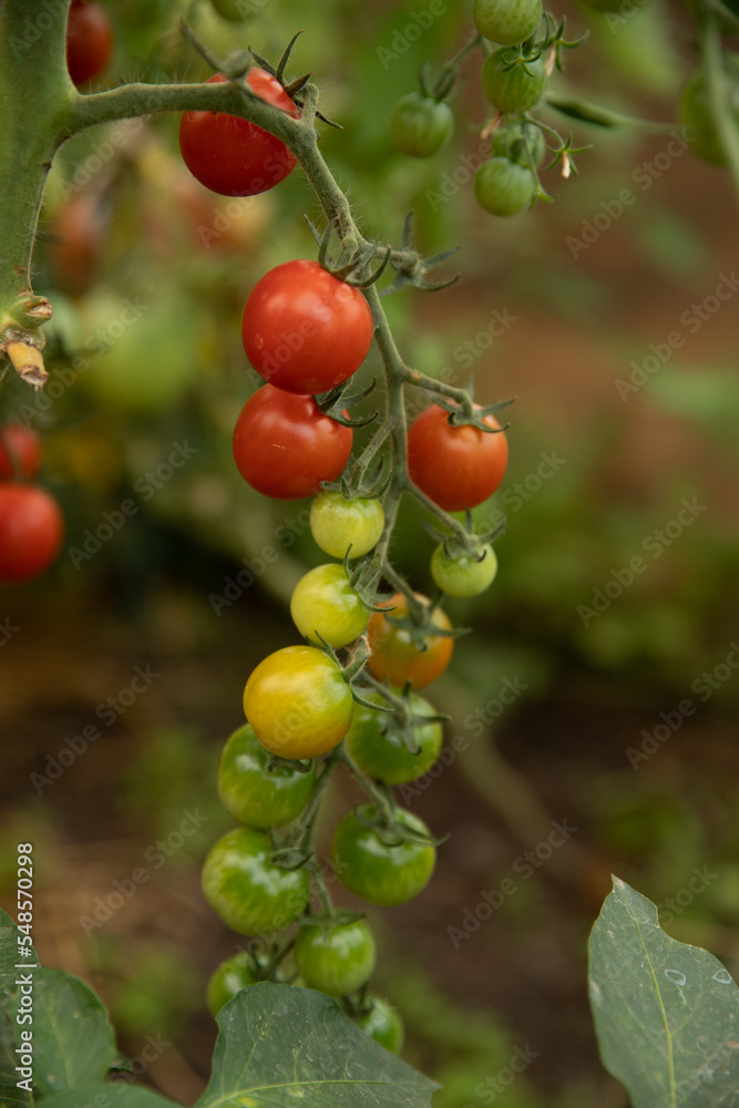 cherry tomatoes with a branch grow on the bush, red yellow and green outside