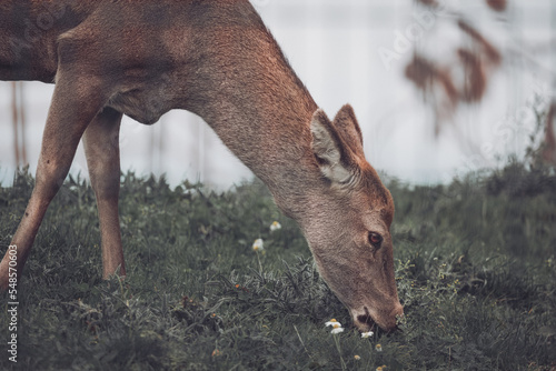Fotografia biche paisible qui mange de l'herbe