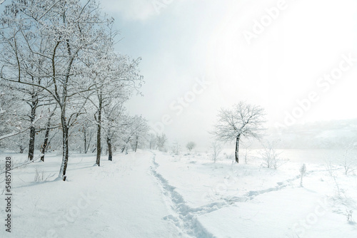 Snow falls on winter trees on a path near the forest © Vitaliy