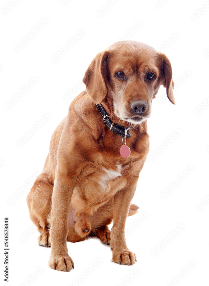 one brown dog (mongrel) , png file	