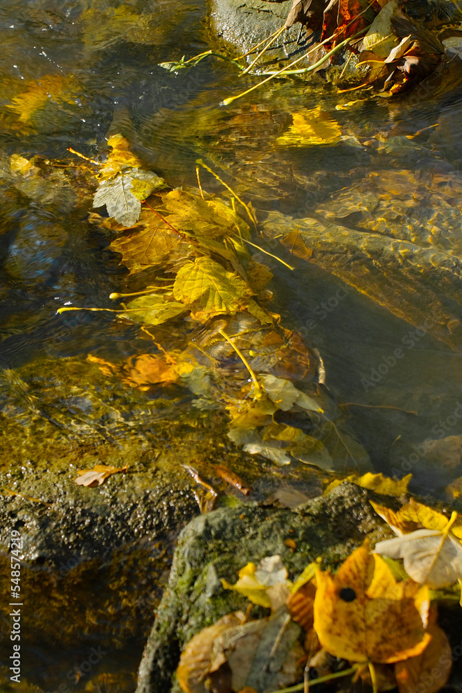 colorful leaves in the river at autumn