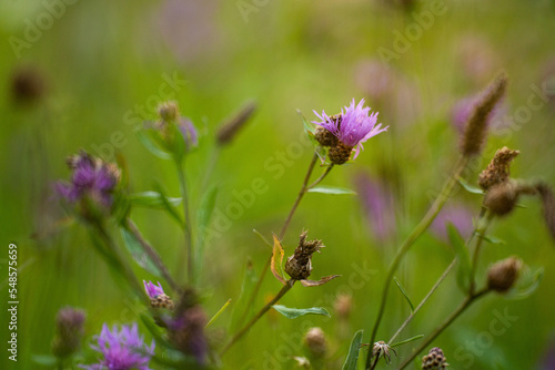 Cornflowers close-up in green grass. 