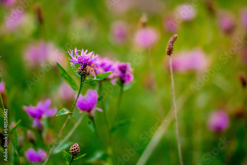 Wallpaper Mural Cornflowers close-up in green grass.  Torontodigital.ca