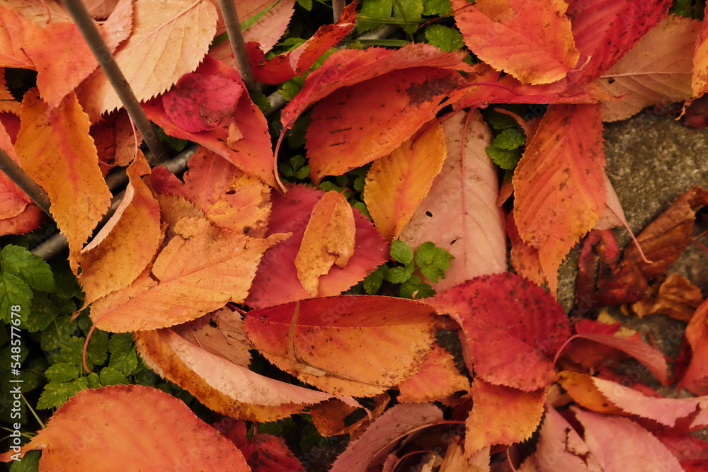 autumn leaves background autumn leaves background
