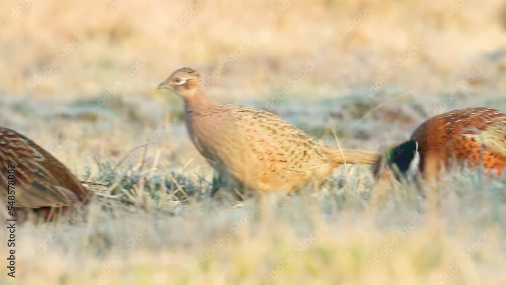 herd of pheasants - Common pheasant Phasianus colchius Ring-necked pheasant in natural habitat, grassland in early winter herd of pheasants - Common pheasant Phasianus colchius Ring-necked pheasant in natural habitat, grassland in early winter