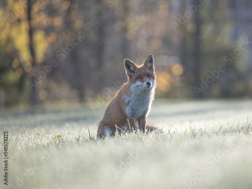 Curious young red fox portrait in the wild on a frosty morning.