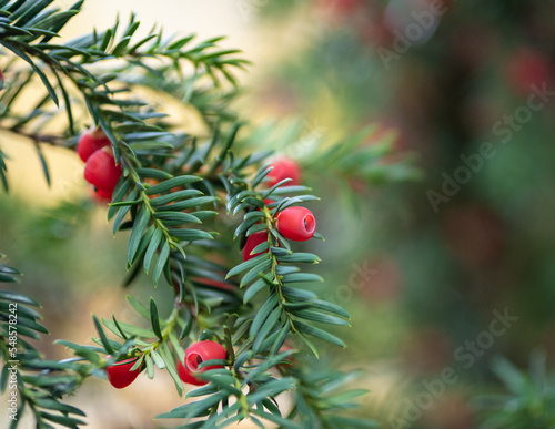 yew tree with red berries.