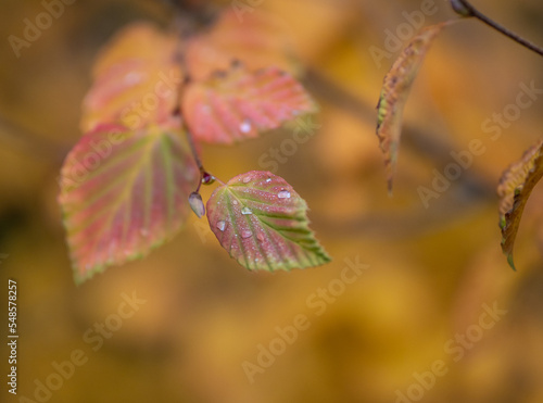 Autumn leaves in the forest