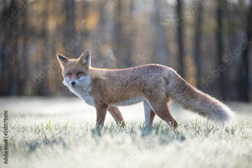 Curious young red fox portrait in the wild on a frosty morning.