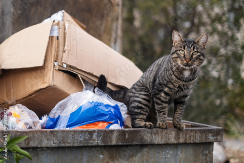 Photography stray cats search for food in a dumpster