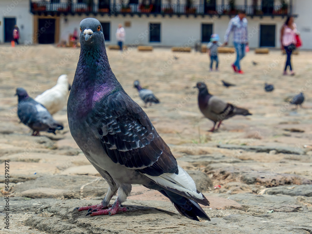 Different actitudes of a flock of pigeons in the not so clean main square of the colonial town of Villa de Leyva in central Colombia. Different actitudes of a flock of pigeons in the not so clean main square of the colonial town of Villa de Leyva in central Colombia.