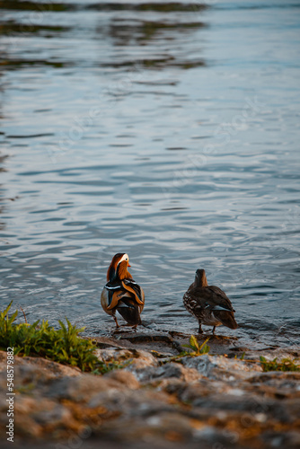 Two Mandarin duck on the shore from the lake