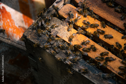 closeup of hundred bees on wooden honeycomb