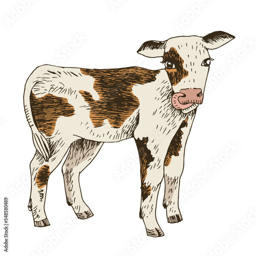 Hand drawn calf, isolated on a white background
