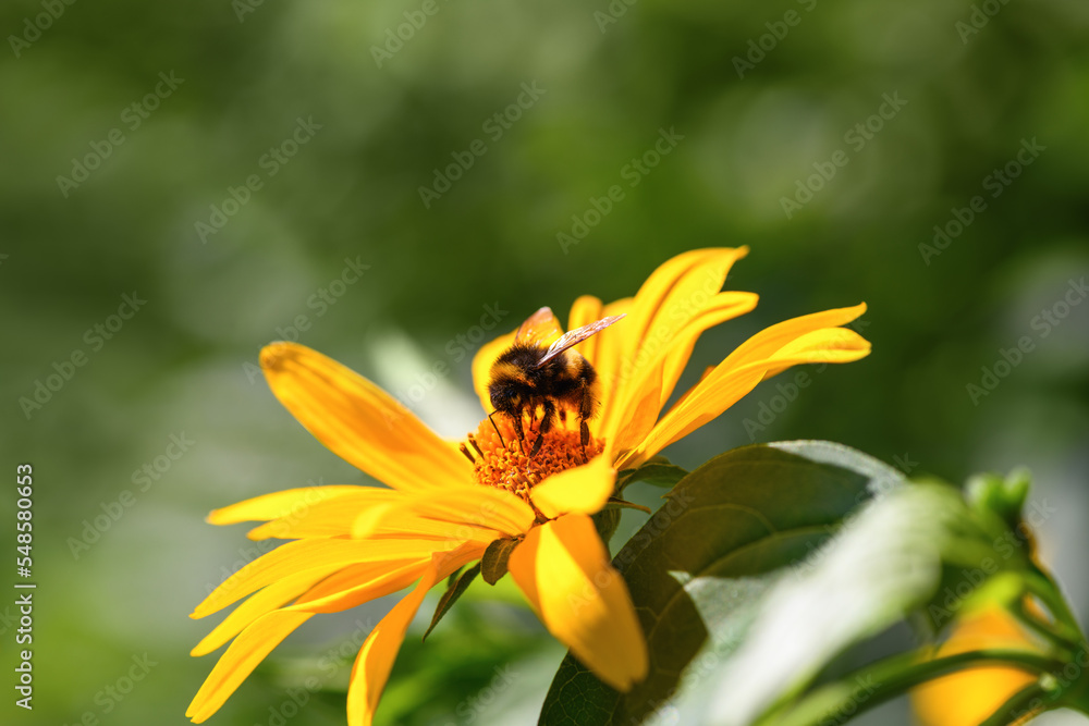 Bumblebee. One large bumblebee sits on a yellow sunflower flower on a Sunny bright day. Macro horizontal photography Bumblebee. One large bumblebee sits on a yellow sunflower flower on a Sunny bright day. Macro horizontal photography