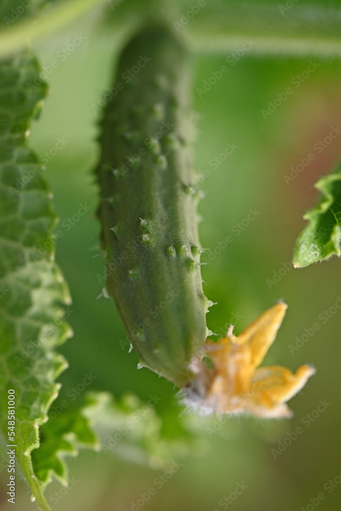 Fresh cucumber growing in the vegetable garden. Fresh cucumber growing in the vegetable garden.