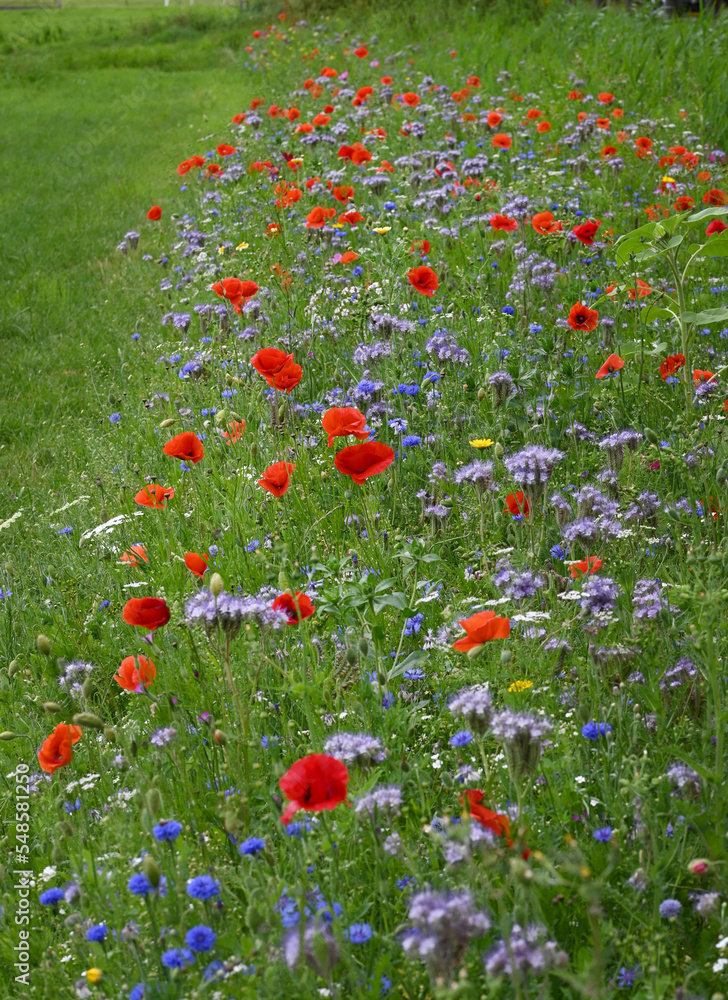 Roadside flowers poppies and other anual flowers.