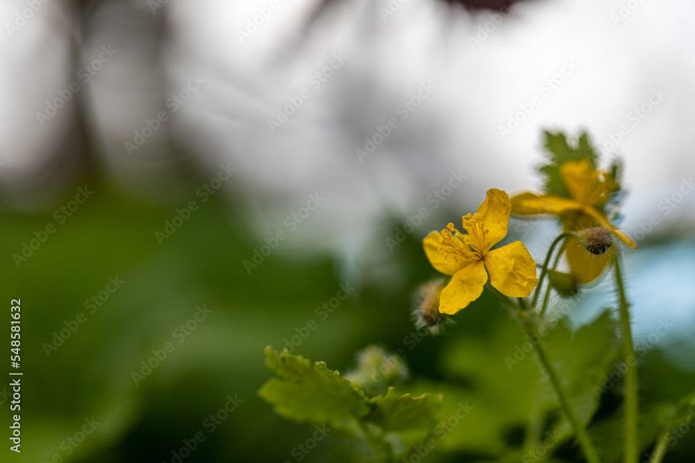 Yellow greater celandine wildflower inflorescence Yellow greater celandine wildflower inflorescence