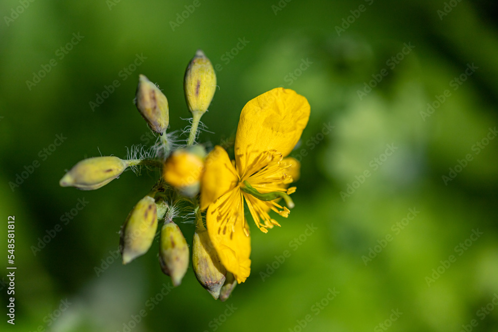 Yellow greater celandine wildflower inflorescence Yellow greater celandine wildflower inflorescence