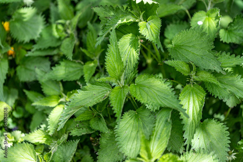 A background of bright green nettle leaves.