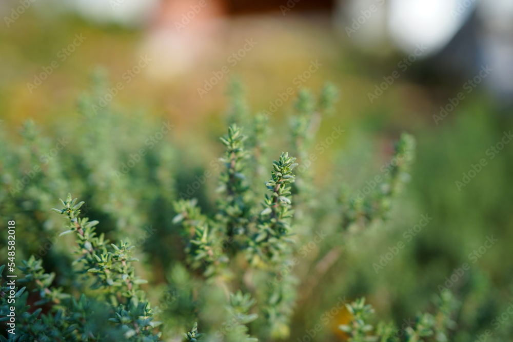 Close up of thyme growing in a herbal garden Close up of thyme growing in a herbal garden