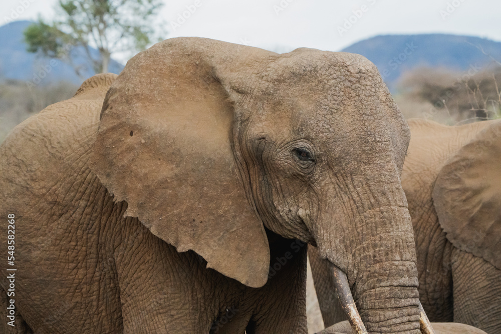 Elefant in der Savanne Kenias
