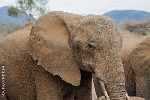 Elefant in der Savanne Kenias