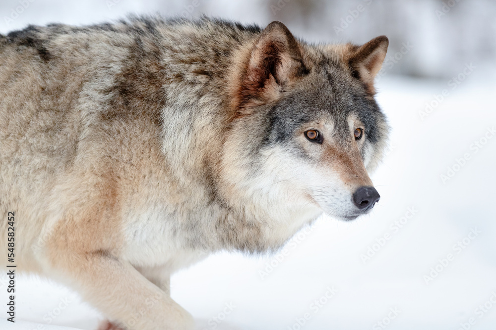 Alert grey wolf walking in winter forest Alert grey wolf walking in winter forest