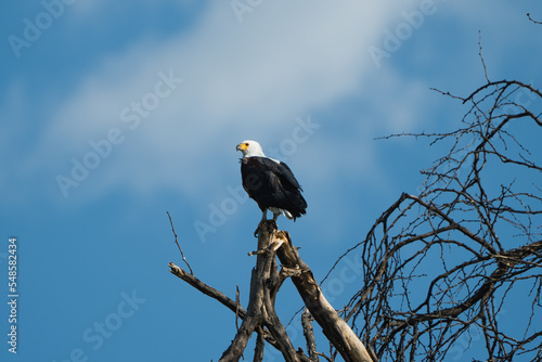 Schreiseeadler in Kenia photo